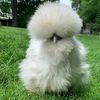 palmbeachsilkies