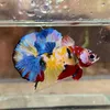 chuachacbetta