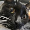 smallcatstudios