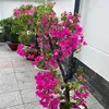 vinhletuong