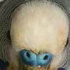 jacko_traptern