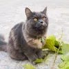 cats_is_love2