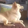 goku_reng