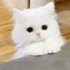 ngz_anhtuyett