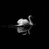 its_fulgent_