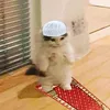 syedwaji7