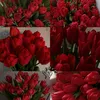 yarasoud635