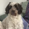 arlo976