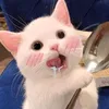 dangnmj11