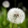 pusteblume65