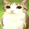 cutocatt_2
