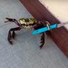 unrulycrab