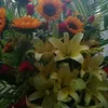 lynguyen287126