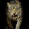 shoaibkhan71488