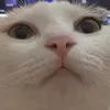 luankimhua