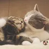 Tama🐾Suzu
