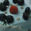 xijingping12