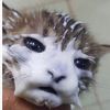 helpmeplsimdiein