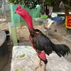 phukiengachoi_93
