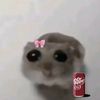 shelby_raddish