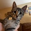 jupiterthecat3