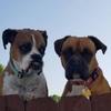 mommyof2boxers