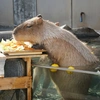 capybara3189292926b