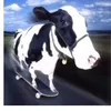 kiyotanobunaga10