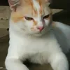 budakbaru26