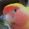 angelataralloamen