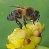 jaumemotxilla