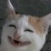 vafelyka454