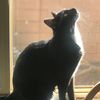 timthefatcat
