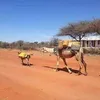 kingsakariim
