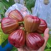 Negeri Online