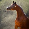 Hamad_Arabians