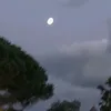 lyyysea