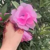 imrankj1