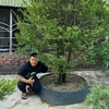 hocchoibonsai14qn