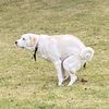 wowtheresadogpoopin
