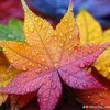 japonilmaryoul59