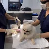 cicianhci