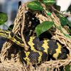 snekmom74