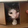 stfugreta