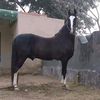 adeelsatti41
