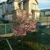 dodekamin8