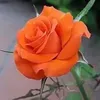 30627852033