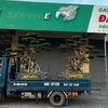 Nam béo 88 cây cảnh 88 VP
