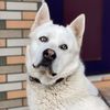 husky.alfa1