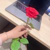 nai_nai2002